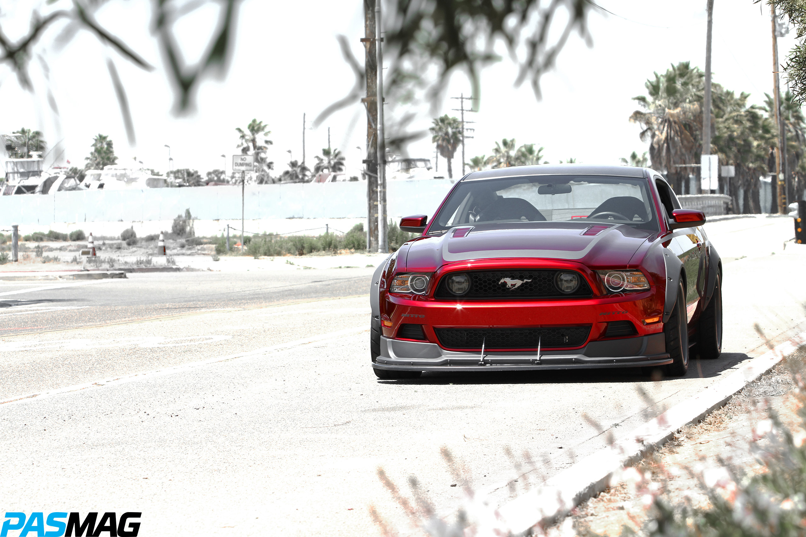 The Mother of All Mustangs